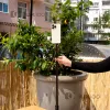 Монопод LUX100 с блютуз кнопкой и подсветкой высотой 65,5см Монопод LUX100 с блютуз кнопкой и подсветкой высотой 65,5см